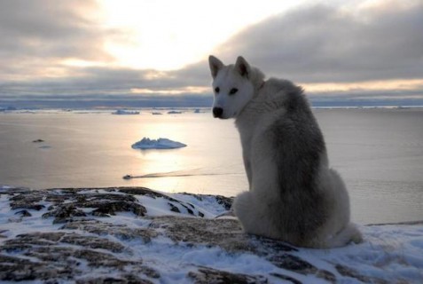 Ученые: Гренландия оттает и покроется зеленью к XXII веку