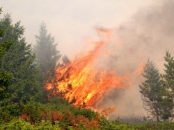 Климатологи изучают дым лесных пожаров