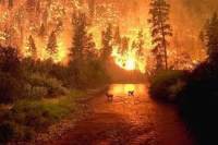 Спасательные службы Австралии борются с масштабными лесными пожарами