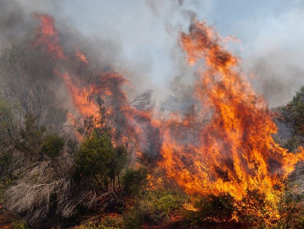 Специалист ООН нашла причину лесных пожаров в потеплении