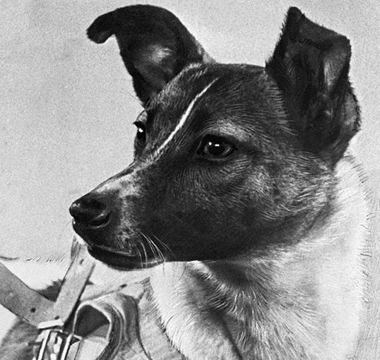 56 лет назад на околоземную орбиту вышел "Спутник-2" с собакой Лайкой на борту