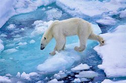 Климат Арктики меняется быстрее, чем в других местах на Земле