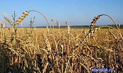 Из-за глобального потепления в России идет прирост урожайности, но только в двух-трех регионах