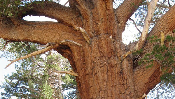 Старые деревья лучше всего поглощают углекислый газ, выяснили ученые