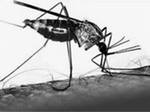 Глобальное потепление увеличит число заболевших малярией