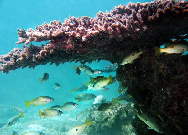 В мутных водах Персидского залива обнаружен коралловый риф