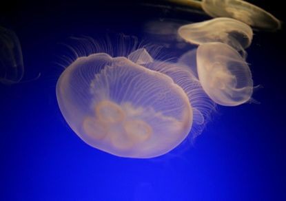 Рекордное количество розовых медуз появились в Средиземном море у берегов Израиля