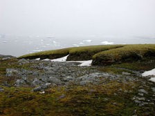 Антарктический мох возродили после 1500-летней заморозки