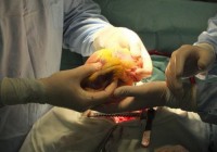 Ученые намерены напечатать на 3D-принтера живое человеческое сердце