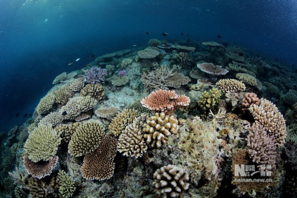Океанологи КНР бьют тревогу - в Южно-Китайском море вымирают кораллы