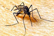 Японцы заболели лихорадкой денге впервые за последние 70 лет 