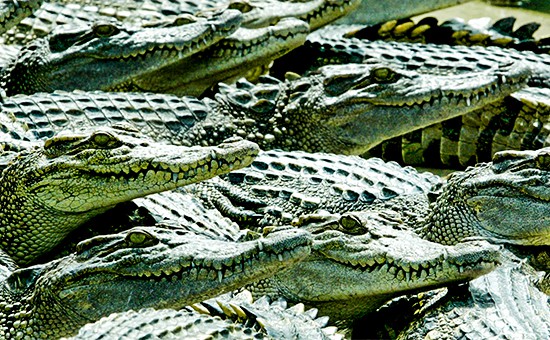 В ЮАР прошел первый аукцион по продаже живых крокодилов