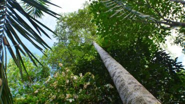 Тропические леса не спасут от изменений климата