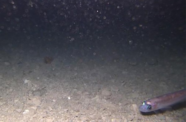 Ученые обнаружили живые организмы на дне подледного озера Уилланс