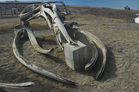 Останки найденного в Кении кита рассказали ученым о климате Африки 17 млн лет назад