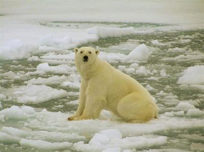 Арктика через 25 лет полностью освободится ото льда