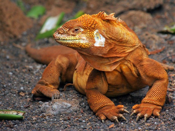 Рептилии через 200 лет станут гигантских размеров