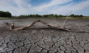 Мировая засуха происходит из-за вырубки лесов