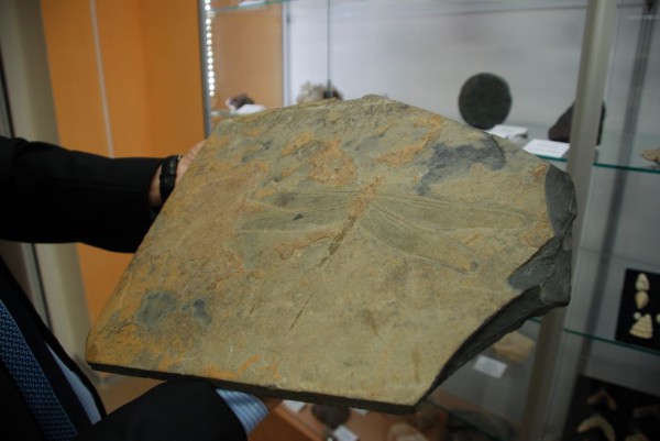 В геологическом музее Луганского национального университета можно увидеть останки мамонтов и отпечаток доисторической стрекозы (ФОТО)