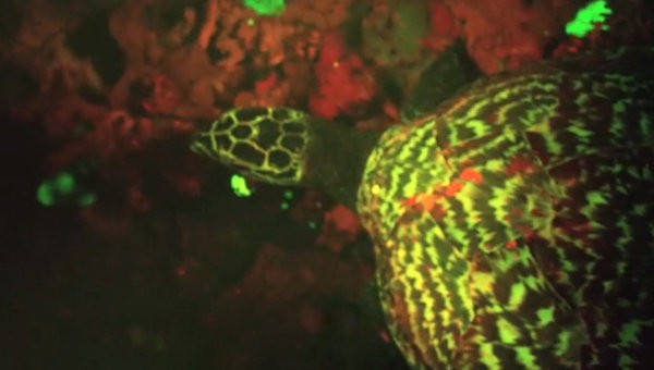 Океанолог нашел светящуюся черепаху у берегов Соломоновых островов