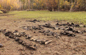 Ученые раскопали под Новосибирском останки одних из самых молодых мамонтов в Евразии