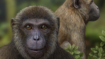 Ученые нашли в Испании последнего общего предка обезьян и человека