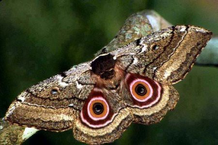 Ученые нашли древнюю бабочку с «глазами» на крыльях