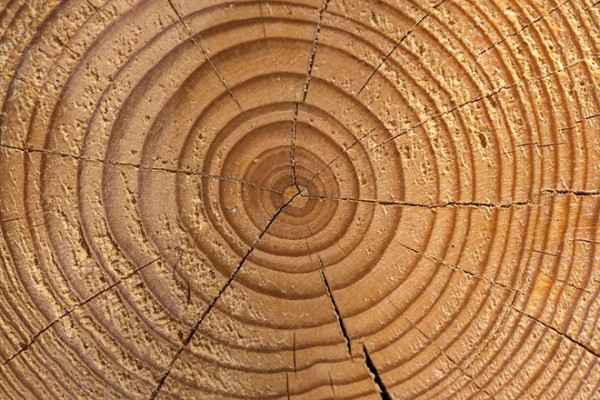 Ученые: найден особый исторический период по годичным кольцам деревьев