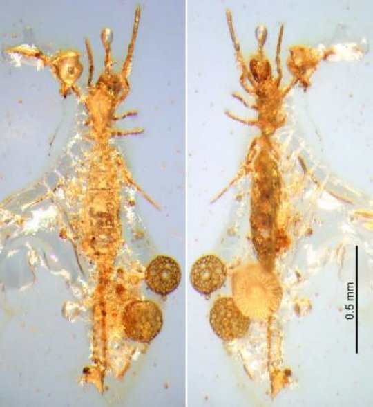 Ученые нашли в Мьянме микро-скорпиона мезозойского периода