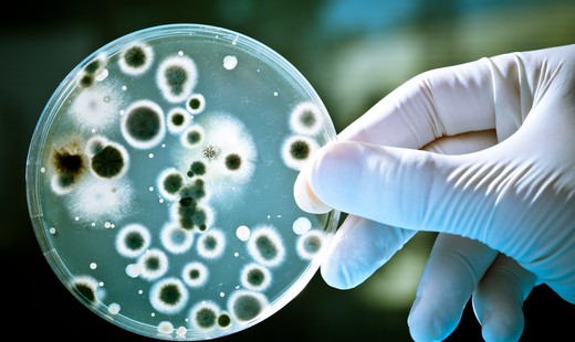 В образовании платиноидов участвуют бактерии