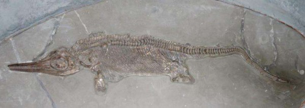 Ученые открыли тайну останков древних морских рептилий