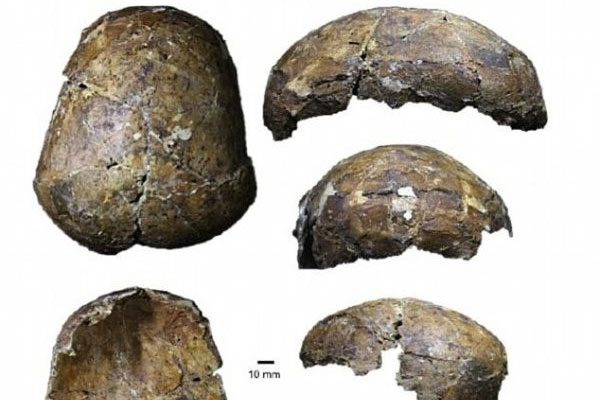 Археологи нашли череп человека возрастом 37 000 лет