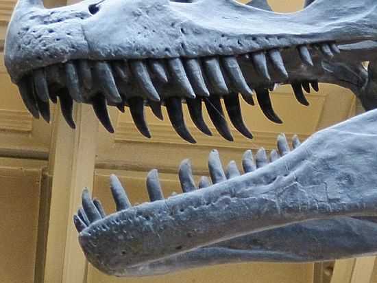Палеонтологи нашли динозавра с короткими лапами