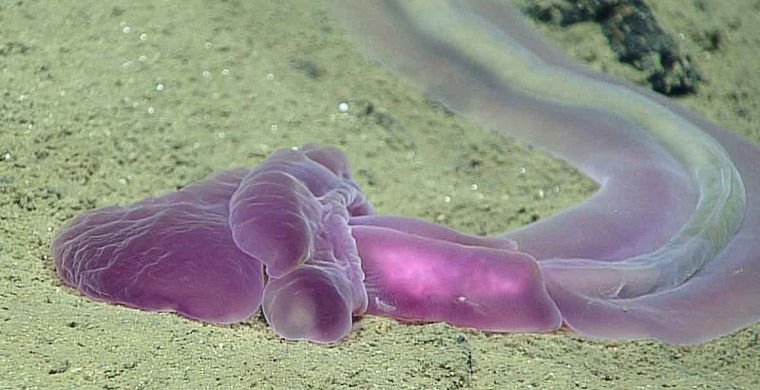 Ученые нашли в Марианской впадине неизвестных морских существ