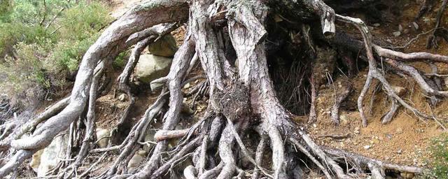В древности растения росли корнем вверх