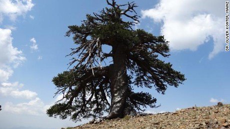 В Европе нашли самое старое дерево