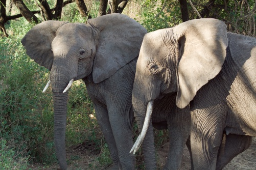 Африканские слоны вымирают