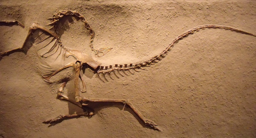 Палеонтологи нашли останки страуса-динозавра
