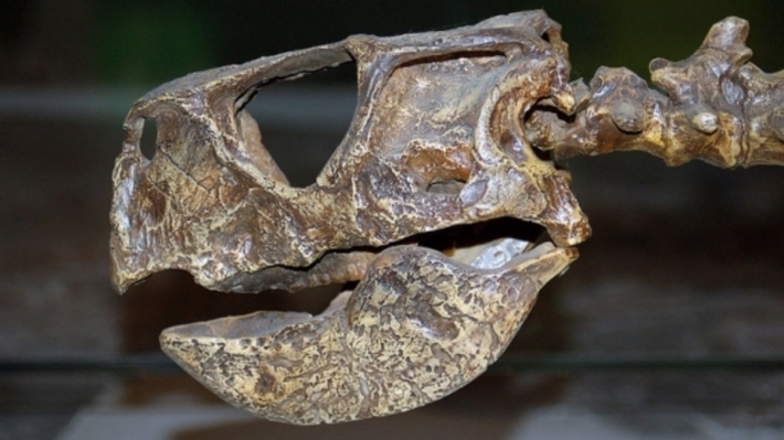 Обнаружен окаменелый мозг динозавра