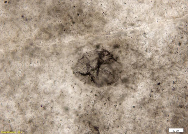 Найдена самая древняя бактерия возрастом 2,5 млрд. лет