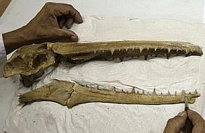 В Новой Зеландии найдены останки гигантского древнего пингвина