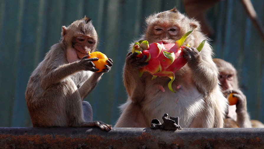 Ученые считают, что фрукты сделали из обезьяны человека