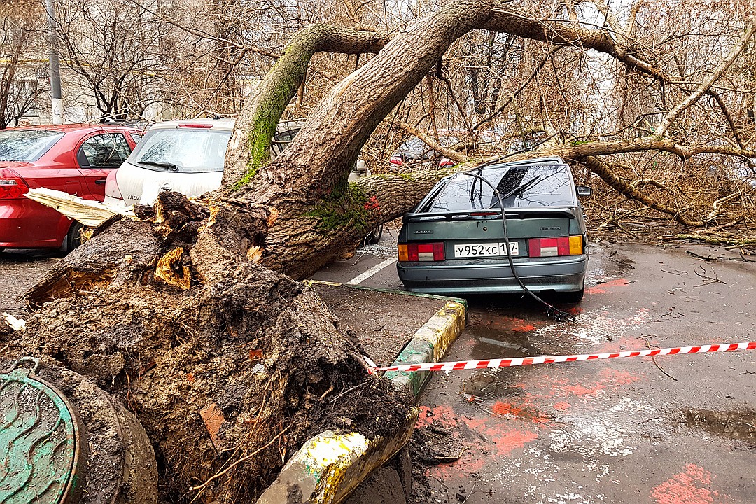 Ураган в Москве унёс жизни двух человек