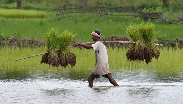 Климатические изменения могут ухудшить качество риса