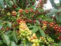 В ближайшие 70 лет может исчезнуть дикий аравийский кофе