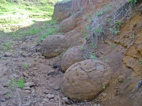 Испанские археологи нашли яйца динозавров возрастом более 70 миллионов лет