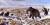 Геологический музей Узбекистана выставил останки мамонта возрастом 2,5 млн. лет