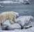 Глобальное потепление уничтожит 97% обитателей Арктики