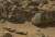Гигантский краб на Марсе взбудоражил интернет