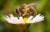 Пчелы могут полностью исчезнуть уже через 20 лет